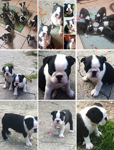 Cuccioli
